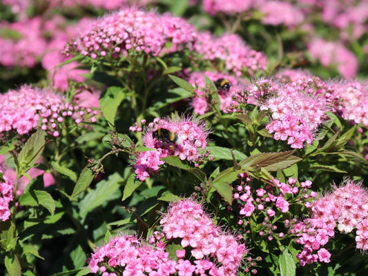 Spirea Japonica Shirobana - View 1 from www redcrocus com