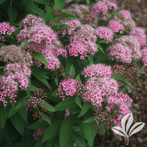 Spirea Japonica Shirobana - View 20 from www redcrocus com