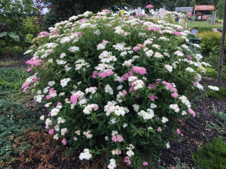 Spirea Japonica Shirobana - View 2 from www redcrocus com