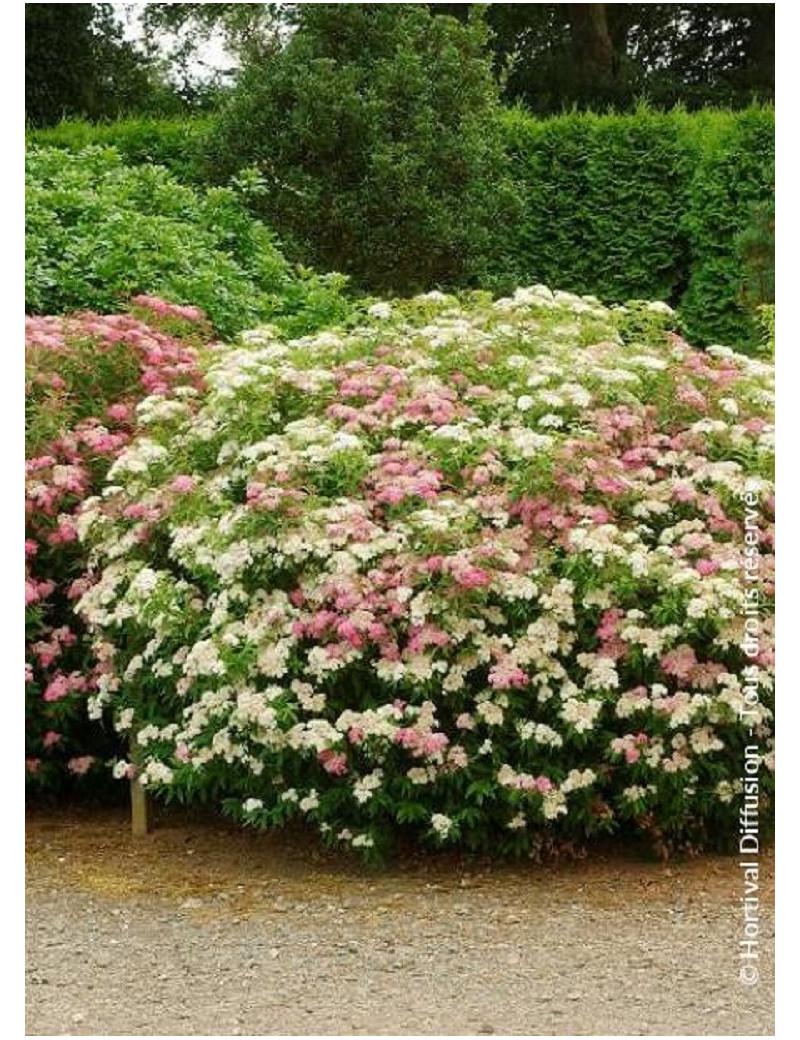 Spirea Japonica Shirobana - View 3 from www redcrocus com