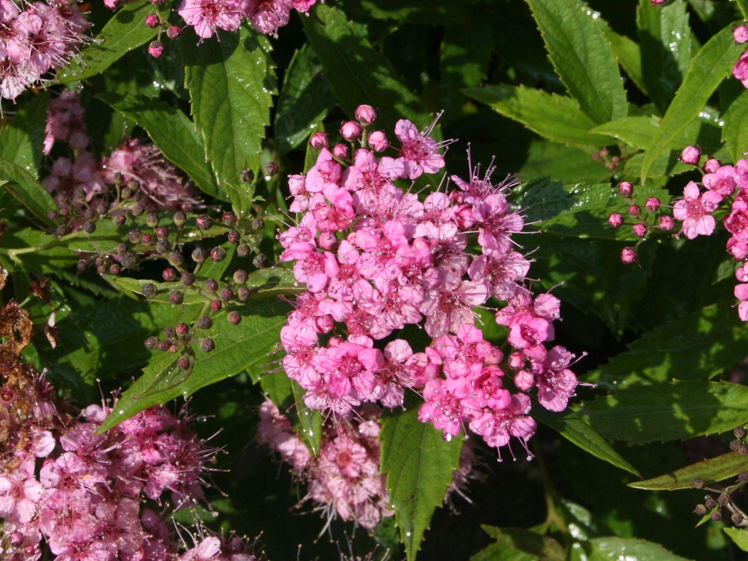 Spirea Japonica Shirobana - View 5 from www redcrocus com