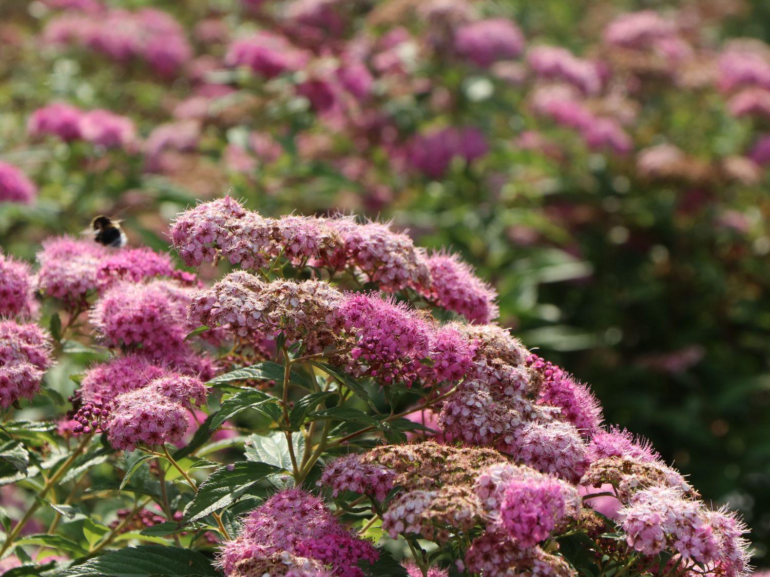 Spirea Japonica Shirobana - View 6 from www redcrocus com