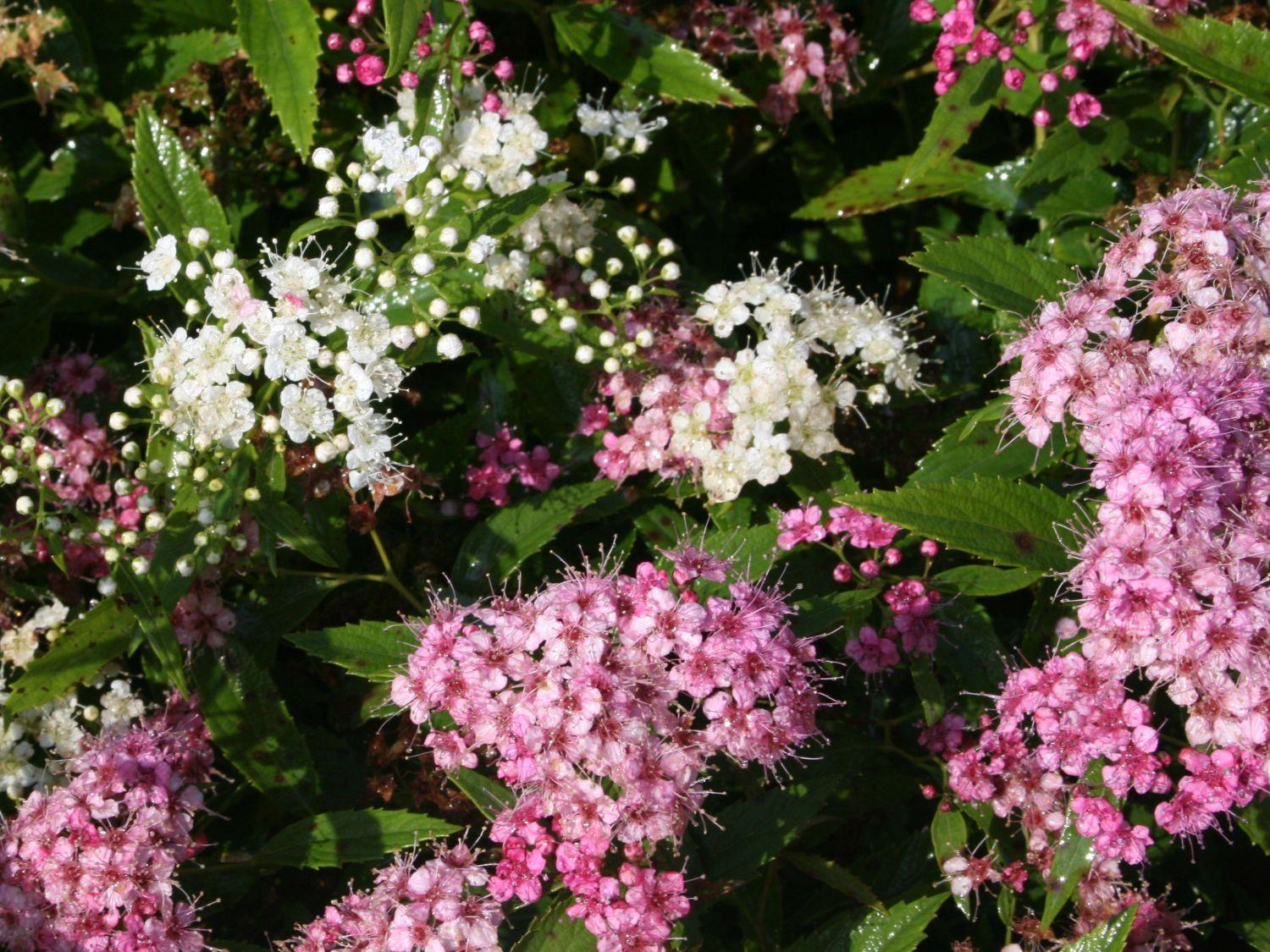 Spirea Japonica Shirobana - View 7 from www redcrocus com