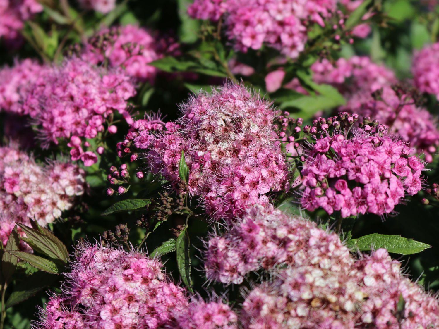 Spirea Japonica Shirobana - View 8 from www redcrocus com