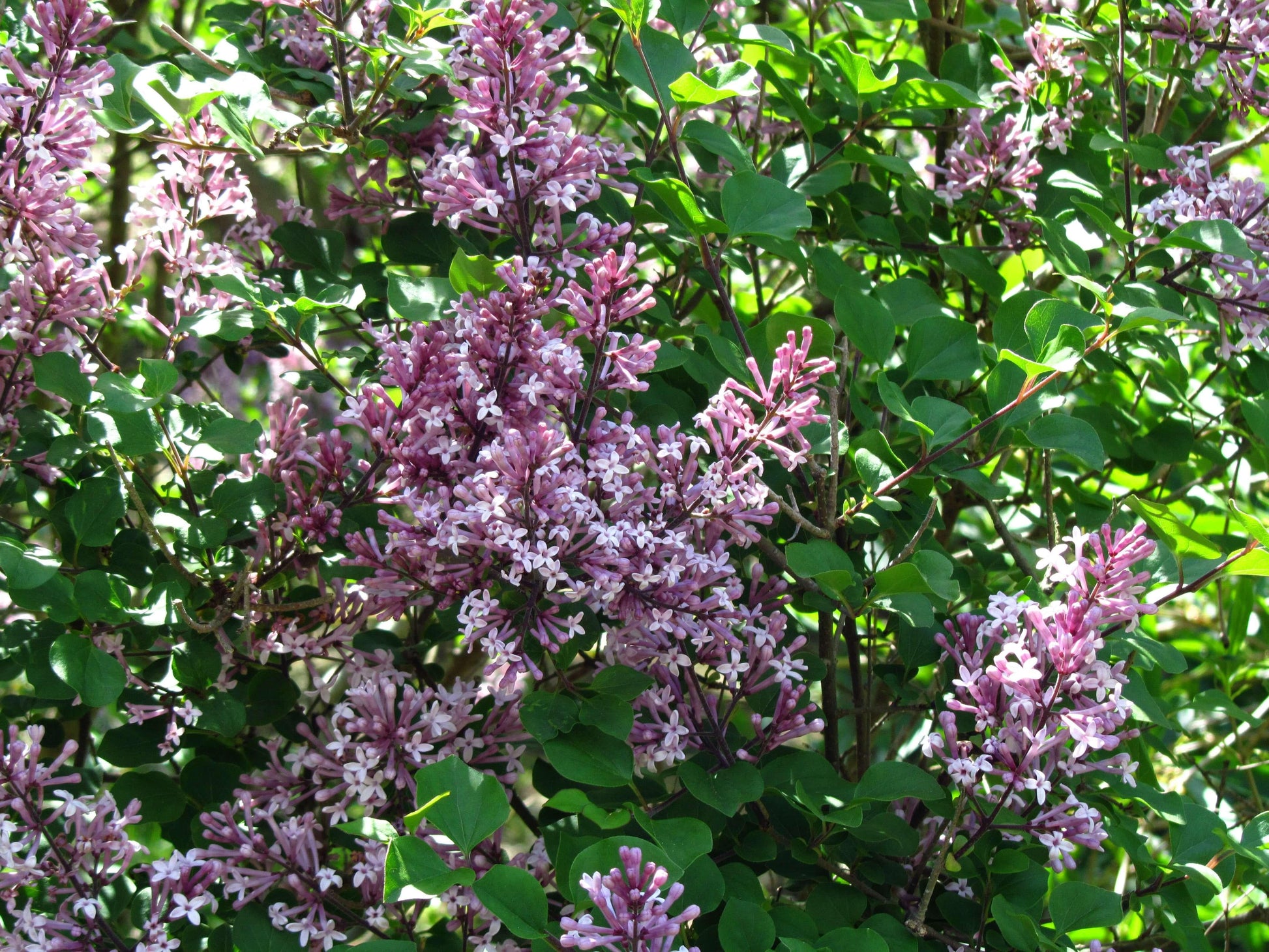 Syringa Meyeri Palibin - View 4 from www redcrocus com