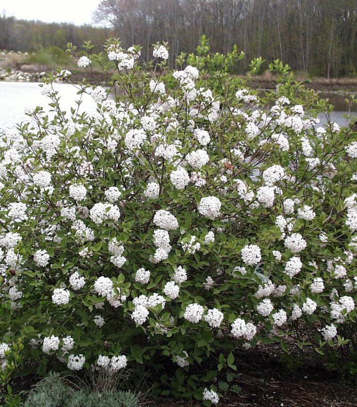 Viburnum Carlesii - View 11 from www redcrocus com