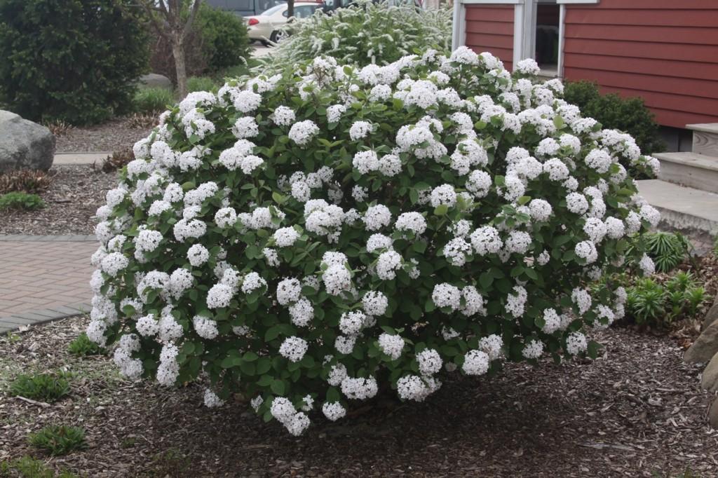 Viburnum Carlesii - View 14 from www redcrocus com