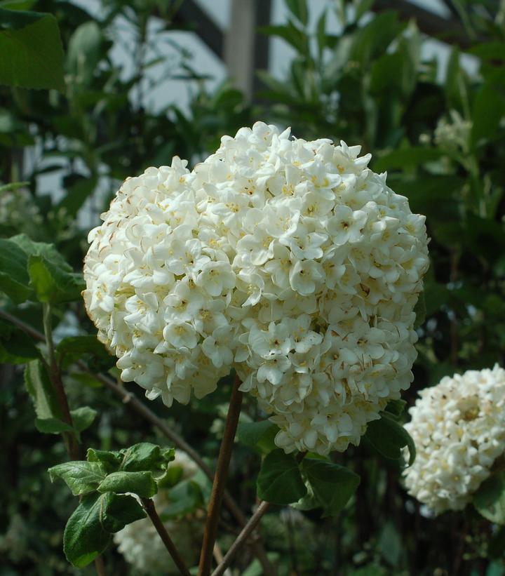Viburnum Carlesii - View 15 from www redcrocus com