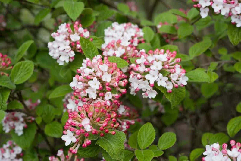 Viburnum Carlesii - View 15 from www redcrocus com