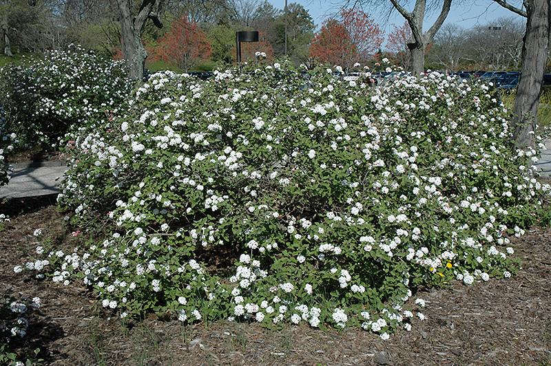 Viburnum Carlesii - View 18 from www redcrocus com