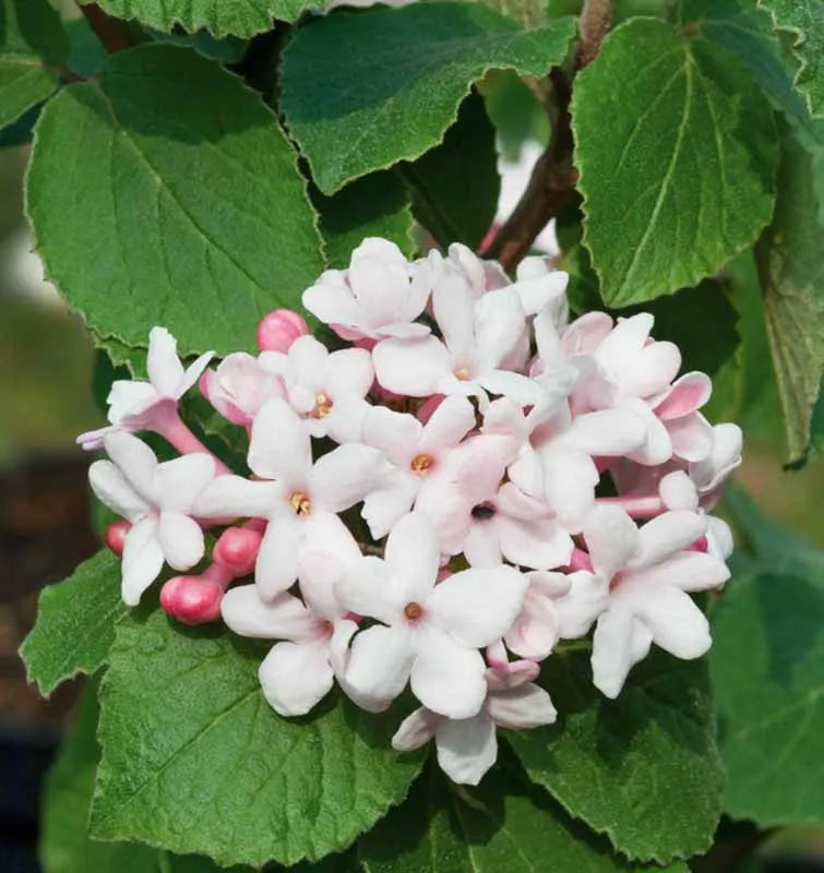 Viburnum Carlesii - View 18 from www redcrocus com