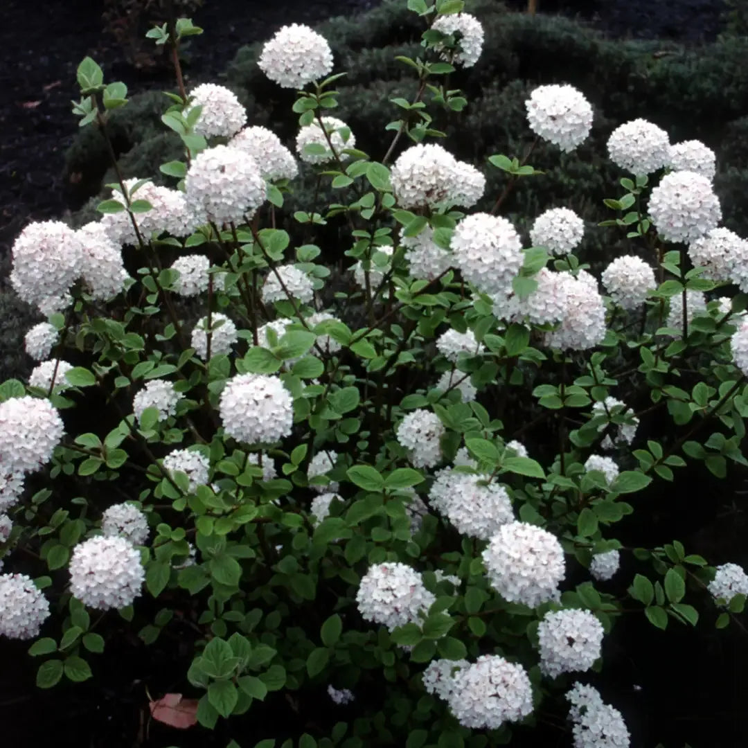 Viburnum Carlesii - View 1 from www redcrocus com