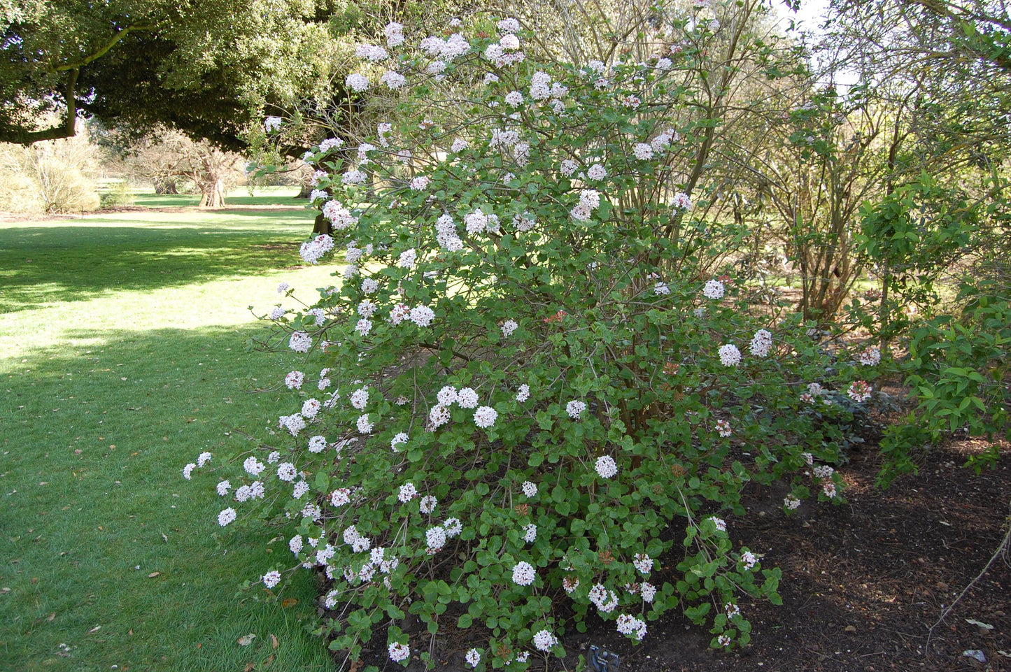 Viburnum Carlesii - View 21 from www redcrocus com