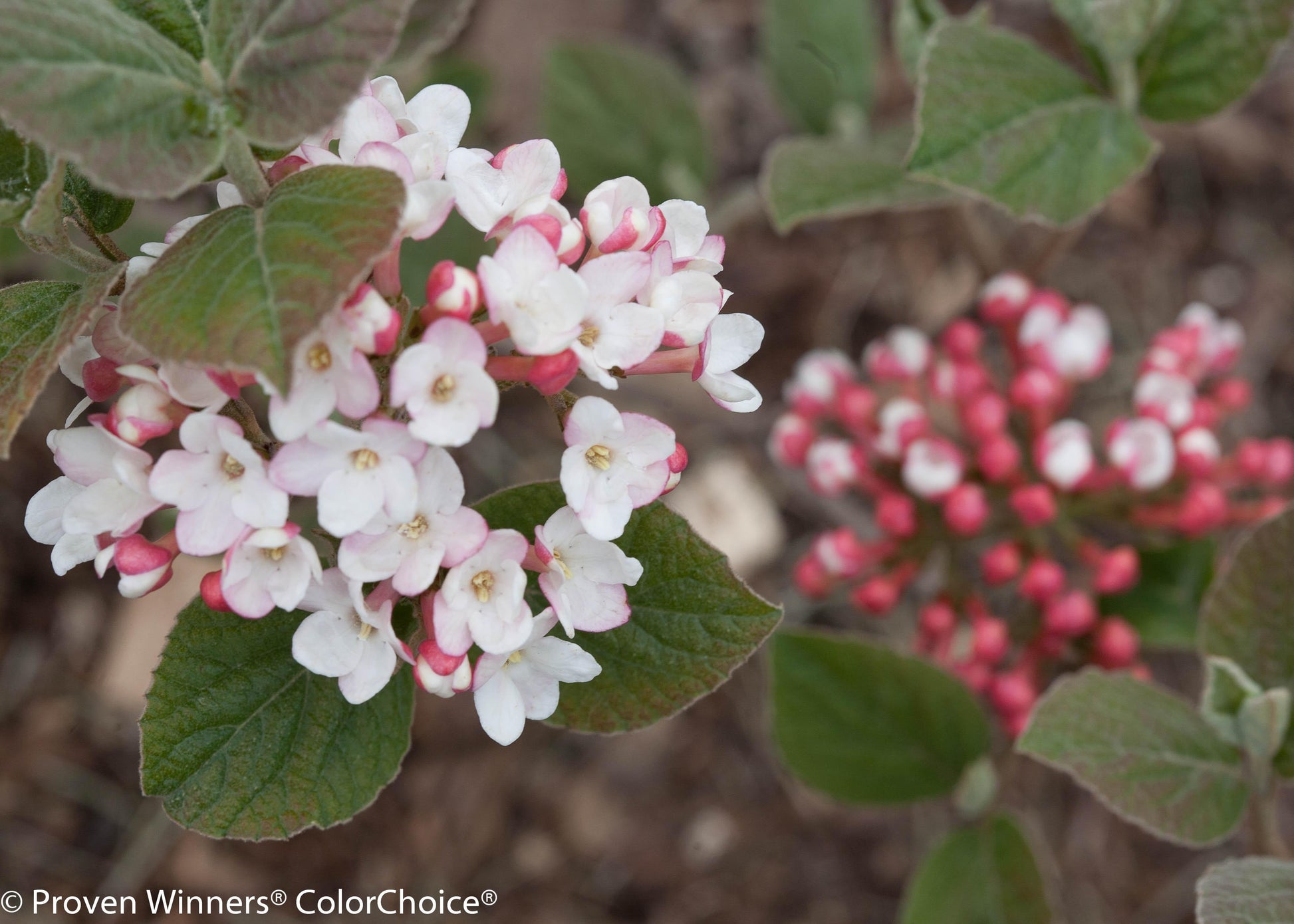 Viburnum Carlesii - View 22 from www redcrocus com