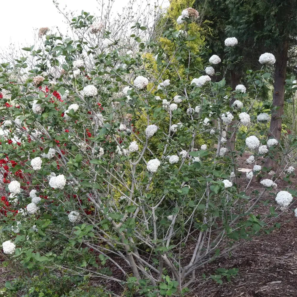 Viburnum Carlesii - View 23 from www redcrocus com