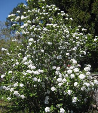 Viburnum Carlesii - View 28 from www redcrocus com