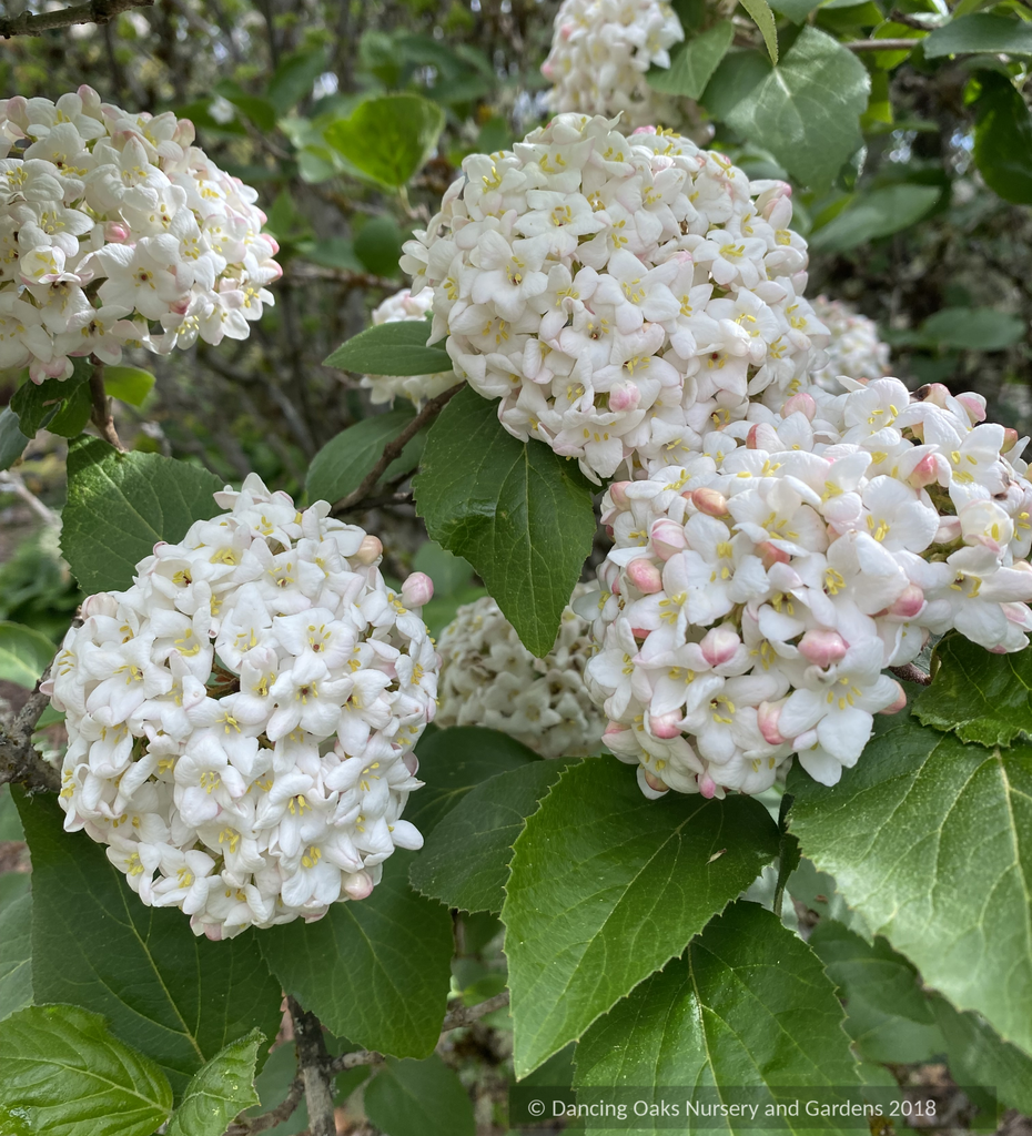 Viburnum Carlesii - View 30 from www redcrocus com