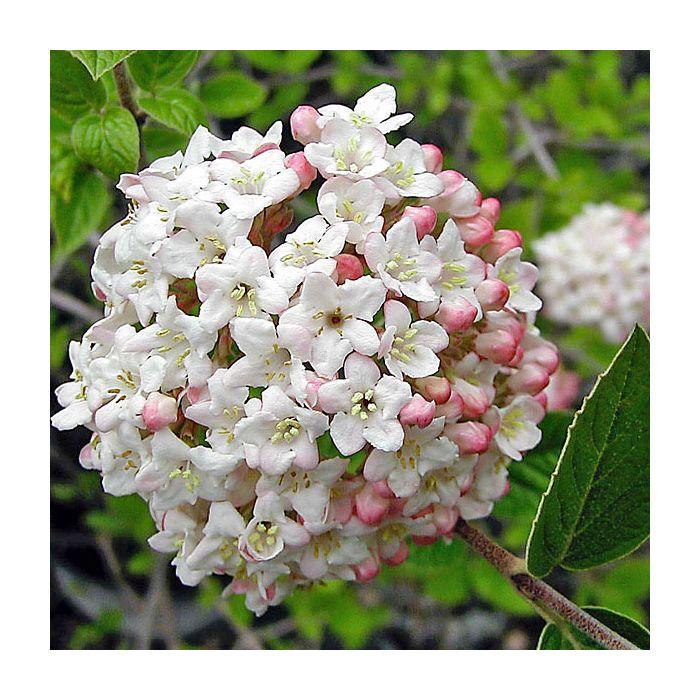 Viburnum Carlesii - View 30 from www redcrocus com