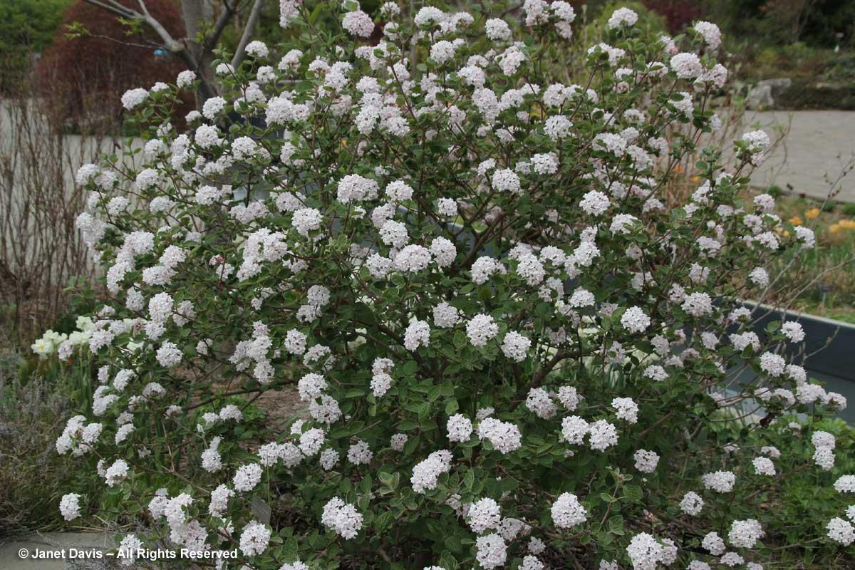 Viburnum Carlesii - View 31 from www redcrocus com