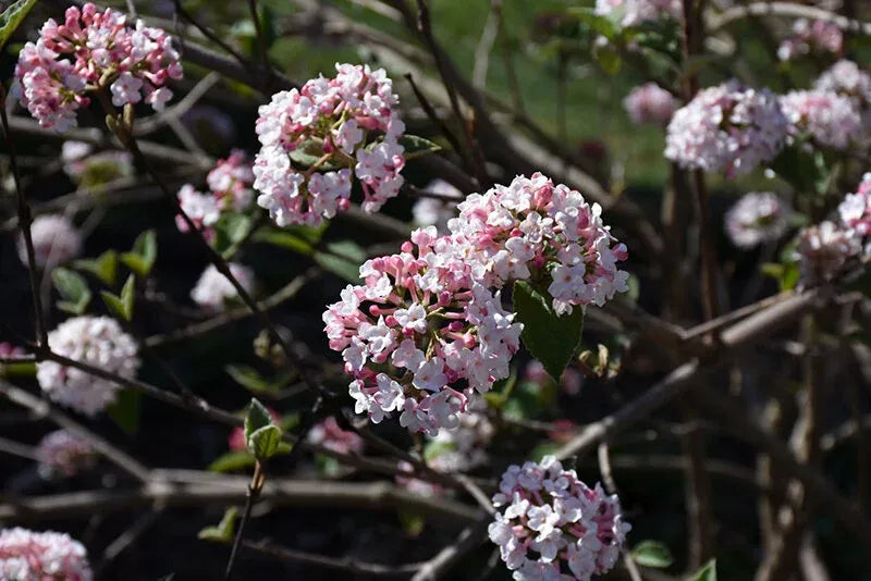 Viburnum Carlesii - View 33 from www redcrocus com