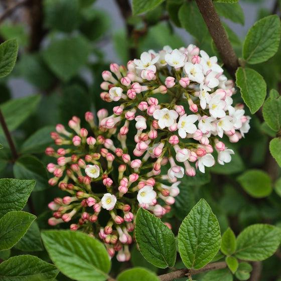 Viburnum Carlesii - View 33 from www redcrocus com