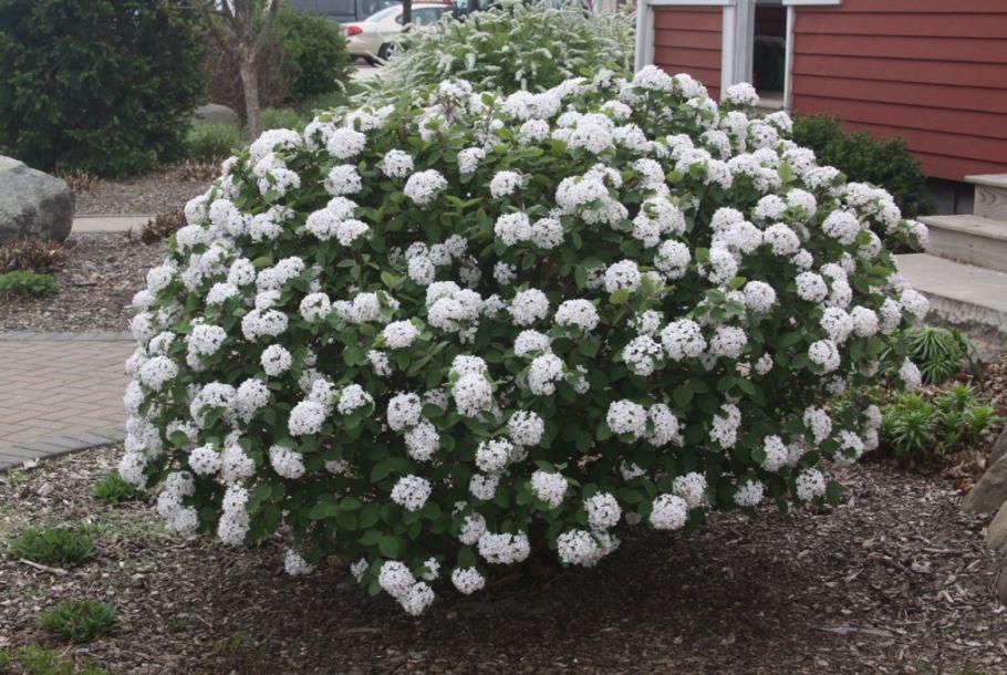 Viburnum Carlesii - View 37 from www redcrocus com
