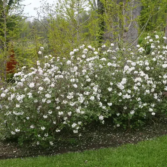 Viburnum Carlesii - View 38 from www redcrocus com