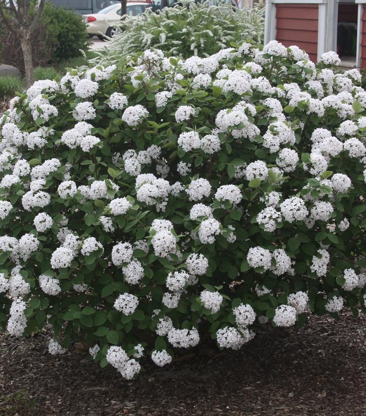 Viburnum Carlesii - View 5 from www redcrocus com