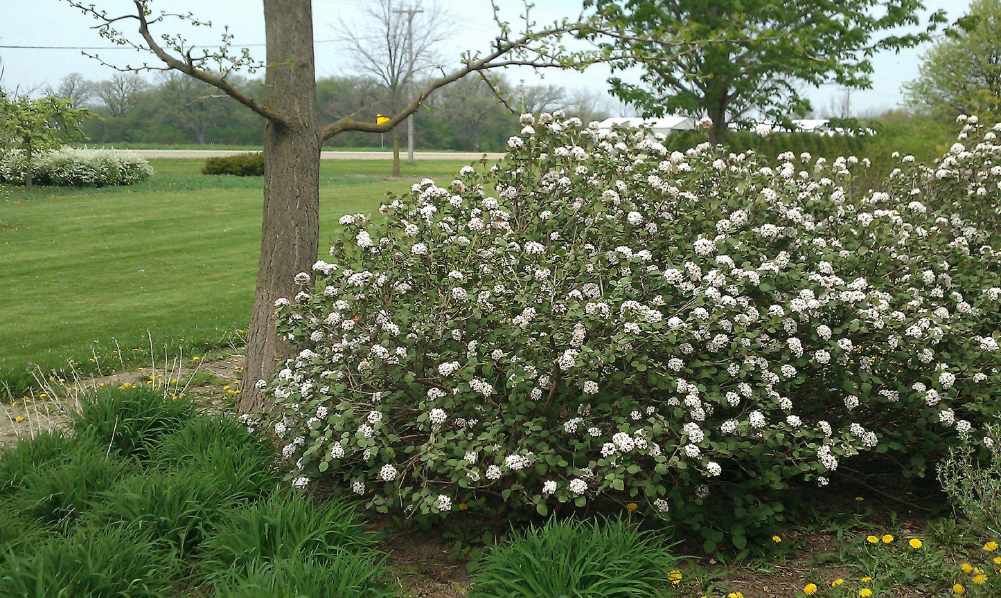 Viburnum Carlesii - View 6 from www redcrocus com