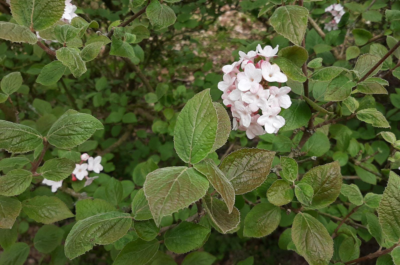 Viburnum Carlesii - View 7 from www redcrocus com