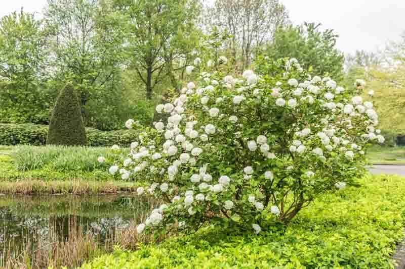 Viburnum Carlesii - View 8 from www redcrocus com