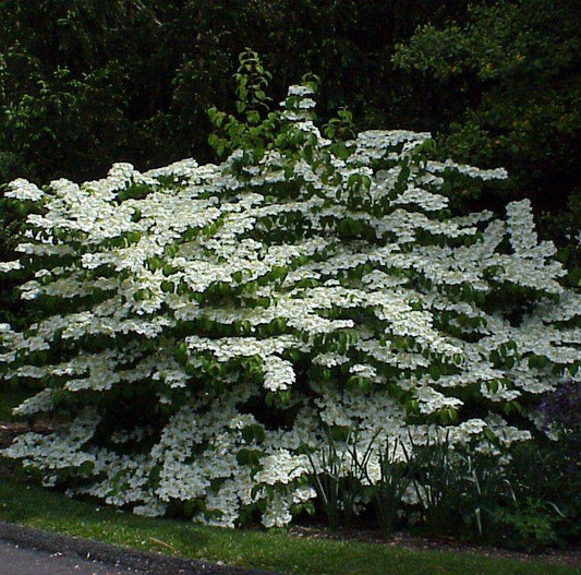Viburnum Plicatum Var  Tomentosum Shasta - View 1 from www redcrocus com