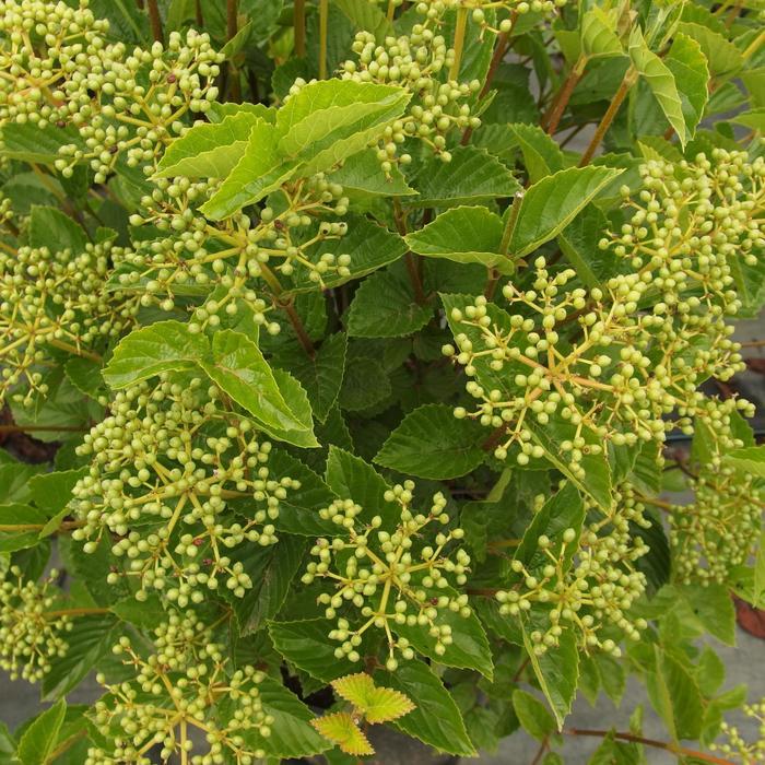 Viburnum Dentatum Chicago Lustre - View 10 from www redcrocus com