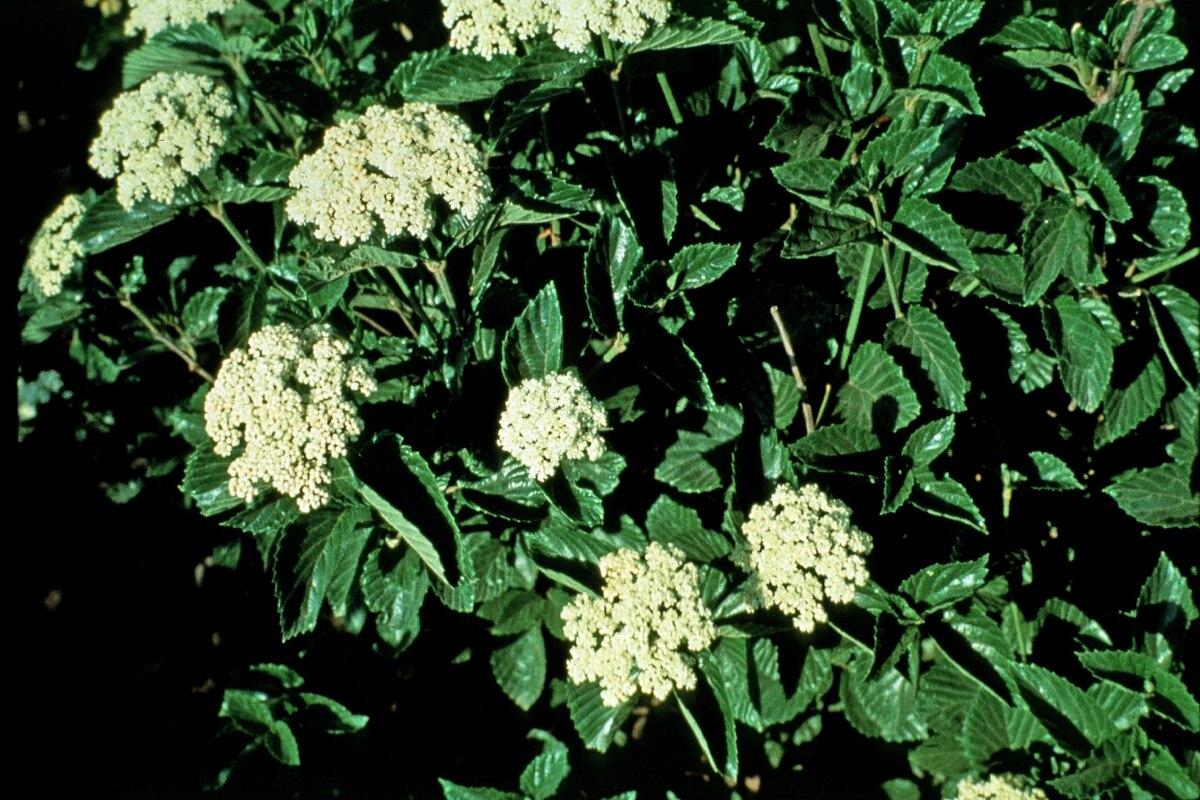 Viburnum Dentatum Chicago Lustre - View 19 from www redcrocus com