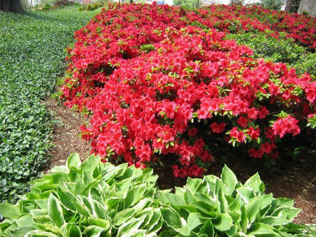 Azalea Girard S Rose - View 12 from www redcrocus com
