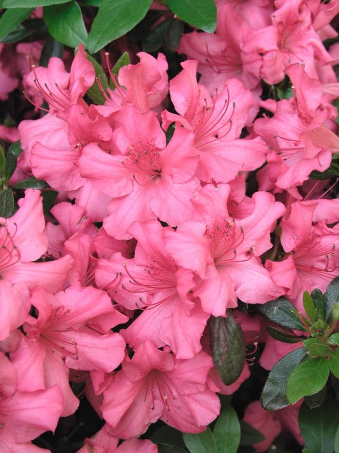 Azalea Girard S Rose - View 14 from www redcrocus com