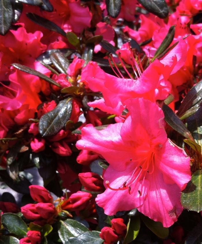 Azalea Girard S Rose - View 16 from www redcrocus com