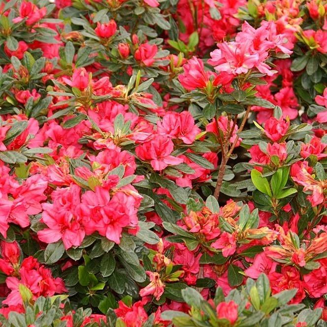 Azalea Girard S Rose - View 17 from www redcrocus com