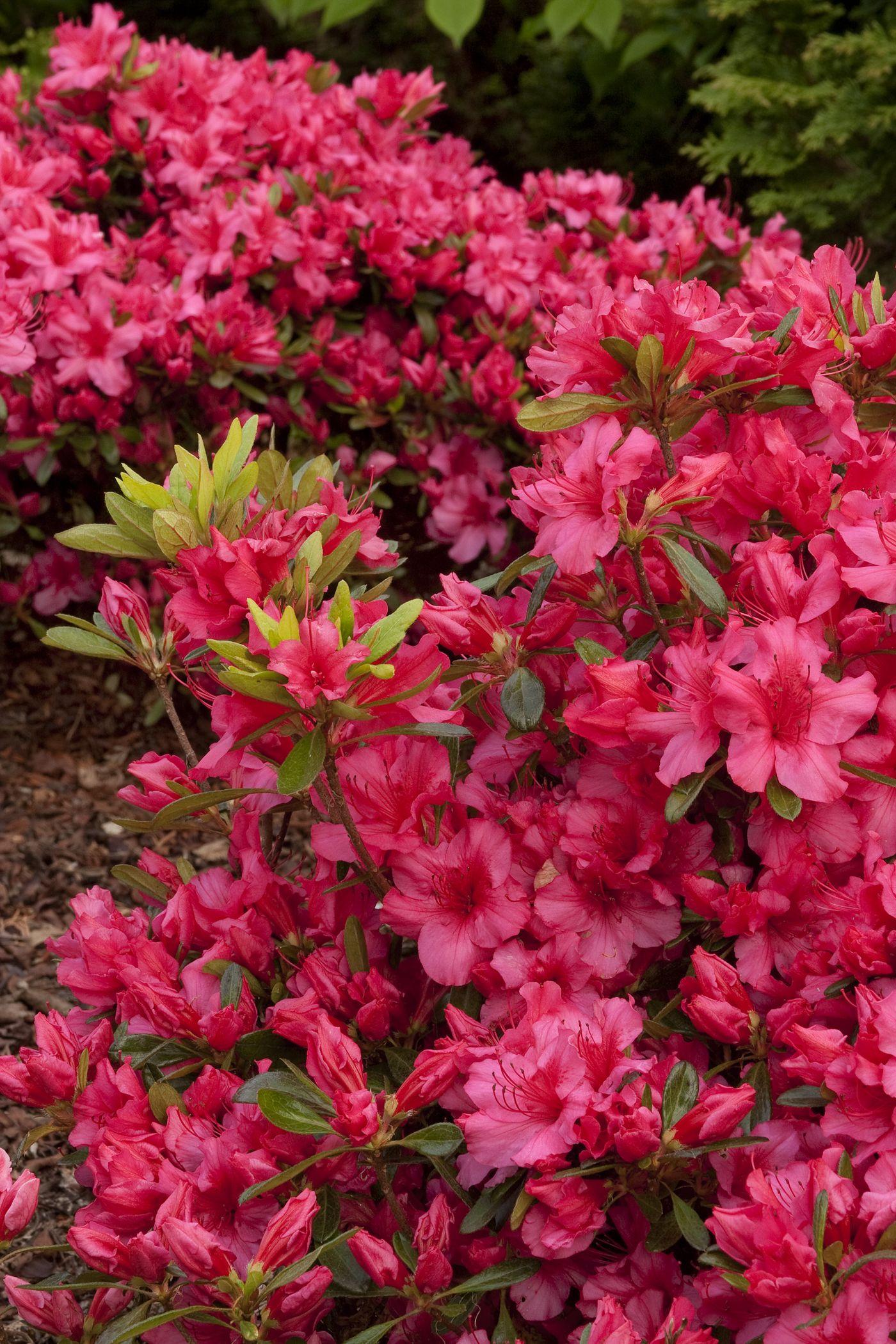 Azalea Girard S Rose - View 19 from www redcrocus com