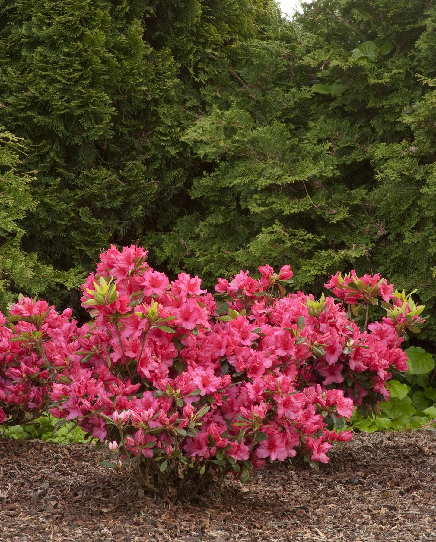 Azalea Girard S Rose - View 1 from www redcrocus com
