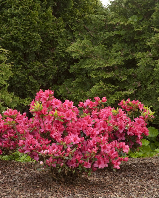 Azalea Girard S Rose - View 1 from www redcrocus com