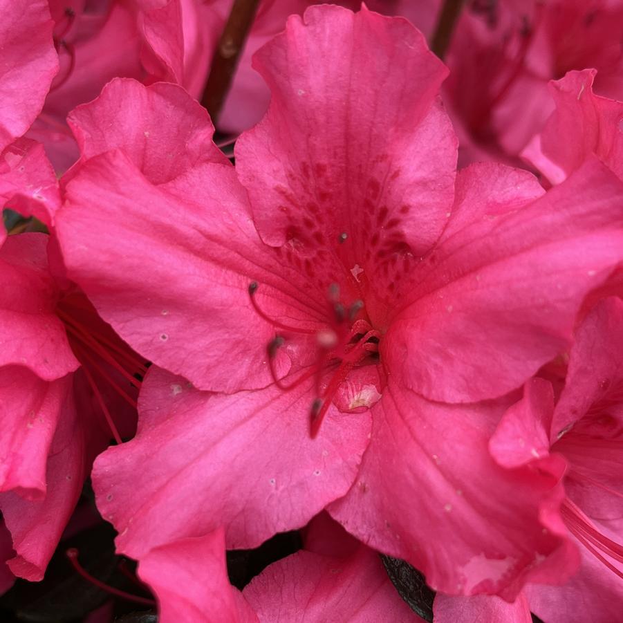 Azalea Girard S Rose - View 2 from www redcrocus com