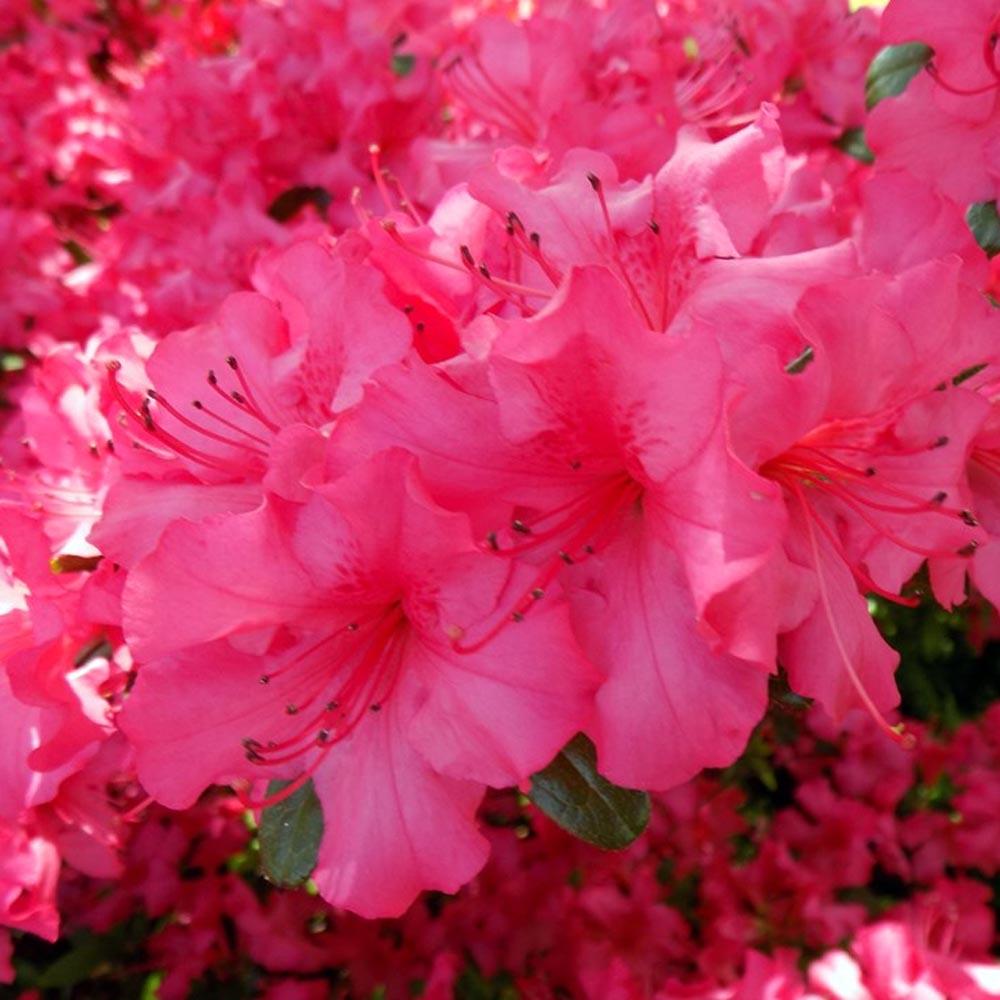 Azalea Girard S Rose - View 3 from www redcrocus com
