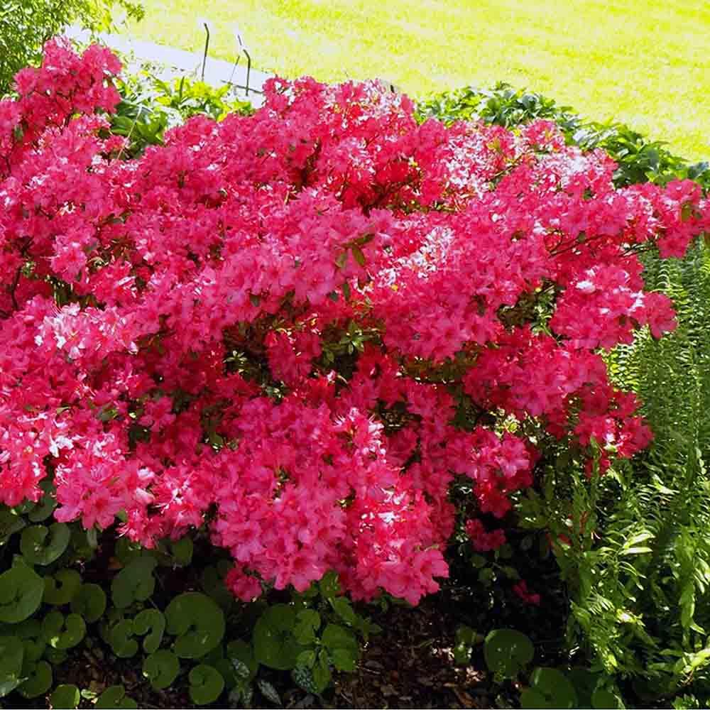 Azalea Girard S Rose - View 4 from www redcrocus com