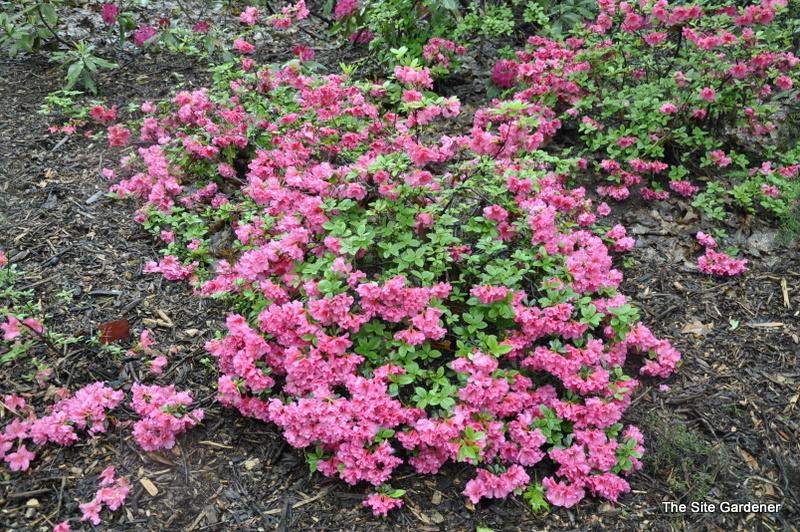 Azalea Girard S Rose - View 6 from www redcrocus com