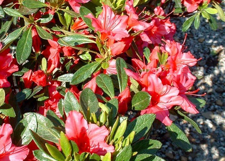 Azalea Girard S Rose - View 7 from www redcrocus com