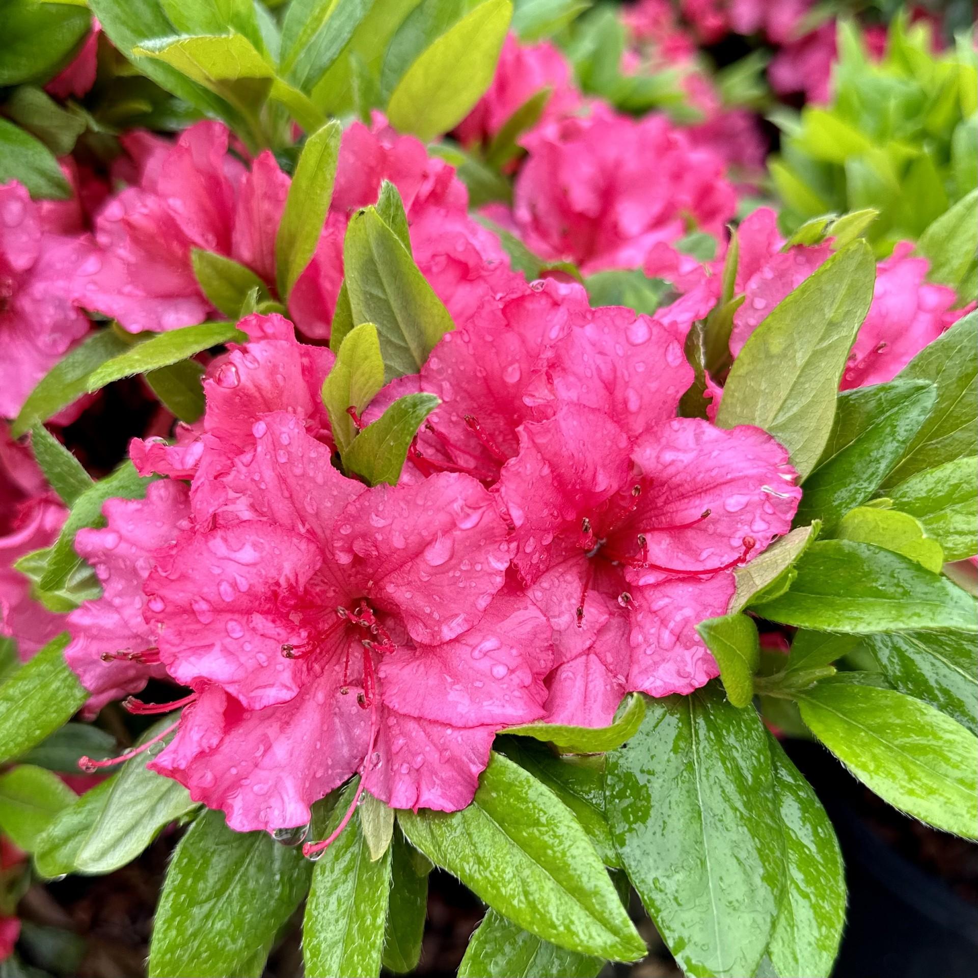 Azalea Girard S Rose - View 8 from www redcrocus com