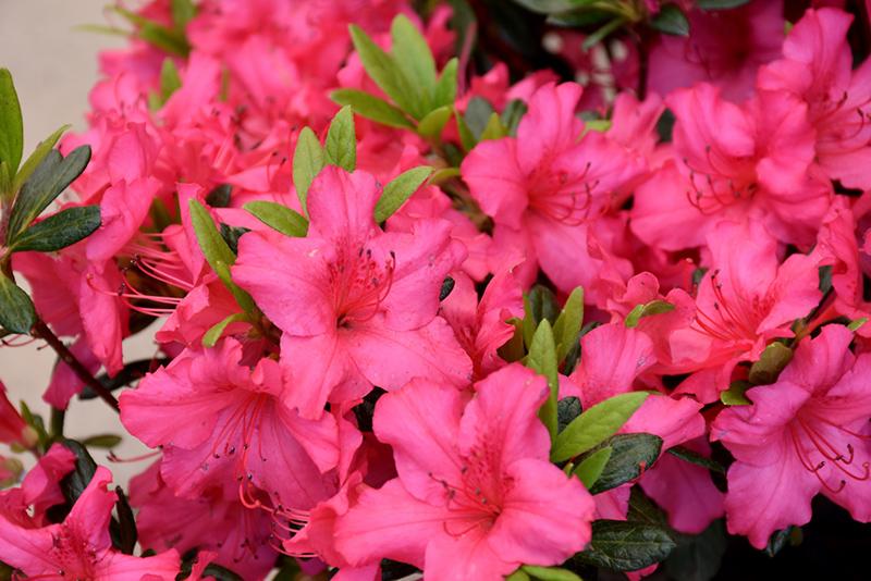 Azalea Girard S Rose - View 9 from www redcrocus com