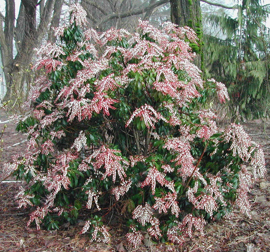 Pieris Japonica Dorothy Wycoff - View 1 from www redcrocus com