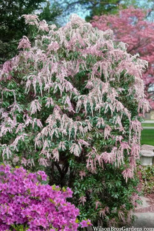 Pieris Japonica Dorothy Wycoff - View 9 from www redcrocus com